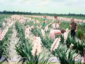 Gladiolus field with children in 1970.