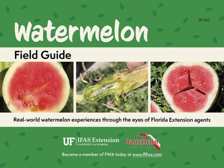 Watermelon Extension New Field Guide Aids Florida’s Watermelon Growers - UF/IFAS Extension
