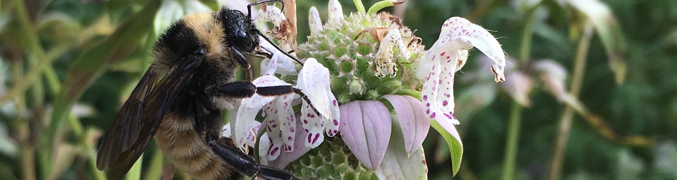 Monarda punctata flower with bumble bee