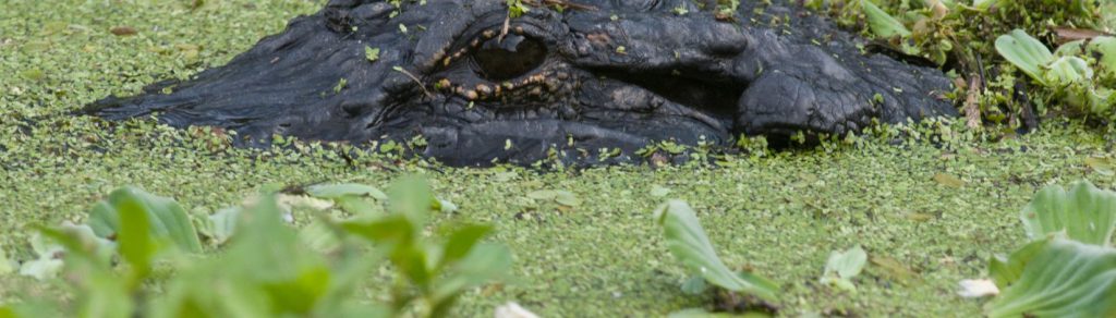 an alligator swimming with eyes above water