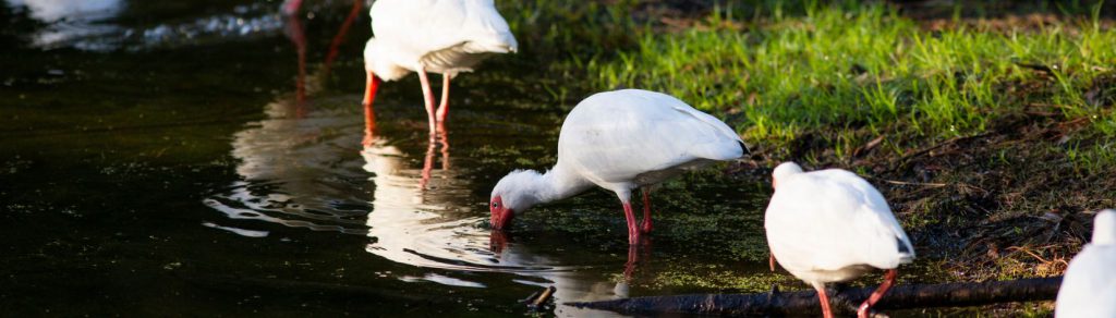 White Ibis birds in a wetland.