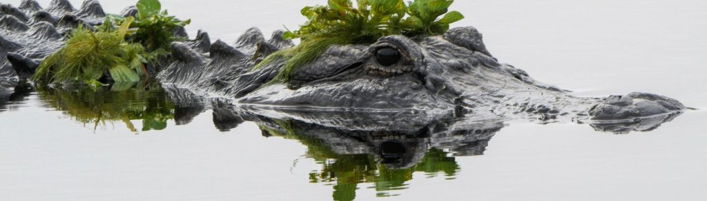 Adult alligator in a lake.