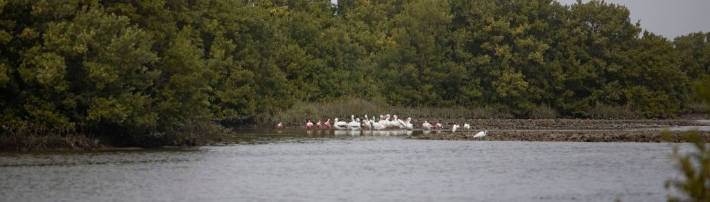 Wildlife in Cedar Key, Florida.