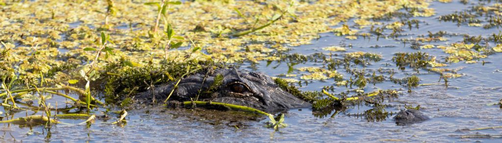 Alligator in water.