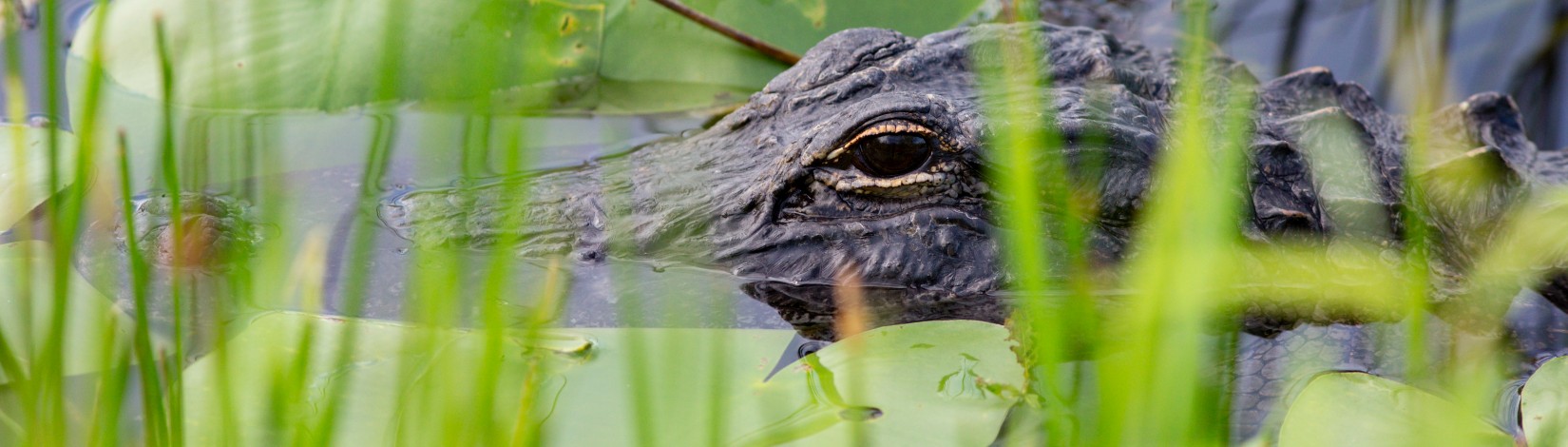 gator in the water