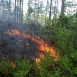 summer burn in flatwoods, June 2020