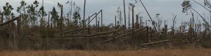 fallen trees after Hurricane Michael
