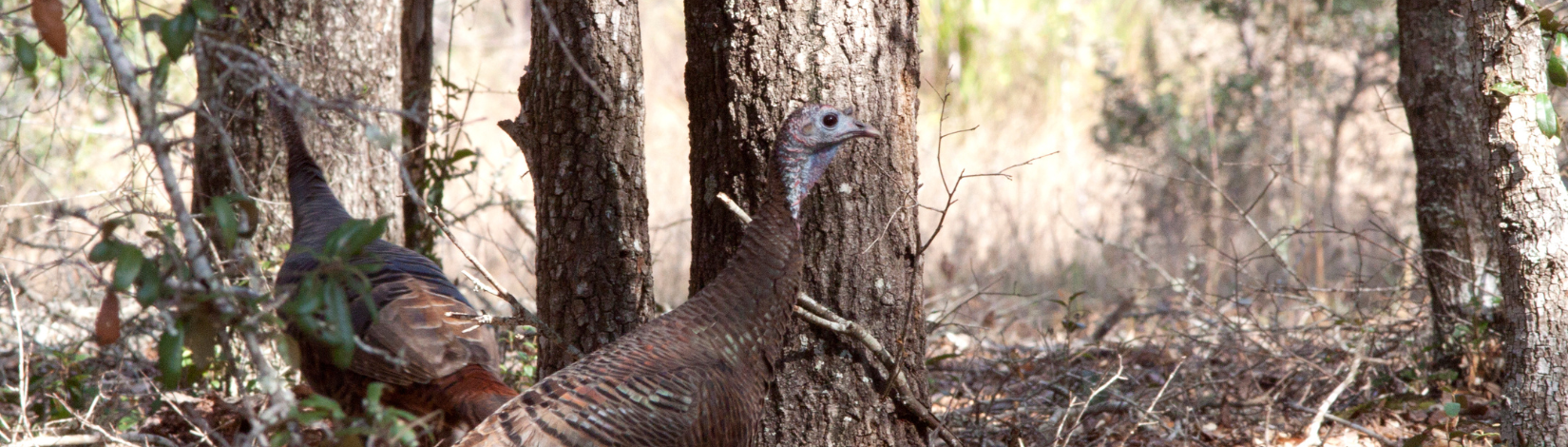 Florida Land Steward Update, November 25, 2025