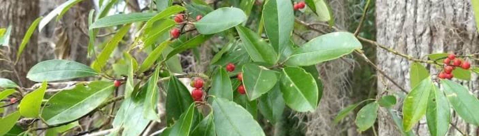 Florida Land Steward Update, December 12, 2025