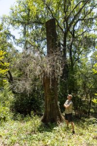 Man stands by a dead tree.