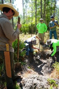 Students search for underground evidence of the witness tree, which once marked the original boundary of Austin Cary Forest.