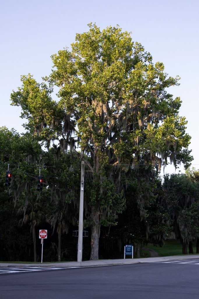 Photo of a sycamore tree on the University of Florida campus