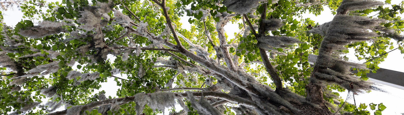 Photo showing branches of a sycamore tree on the University of Florida campus