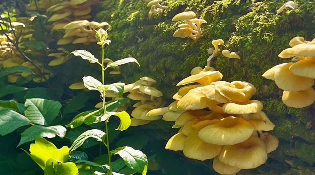 photo of dead elm covered with golden oyster mushrooms.