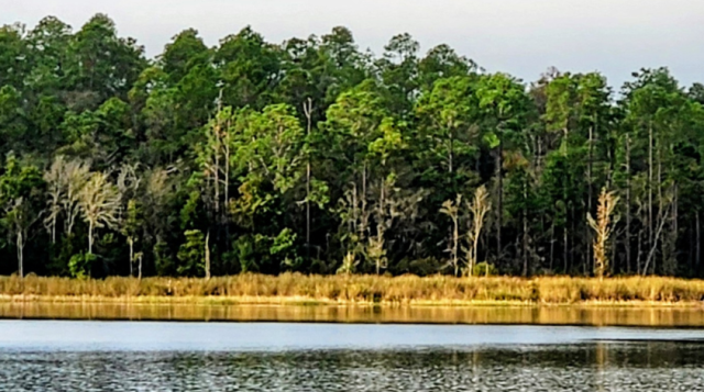 Florida Land Steward Update, November 14, 2025