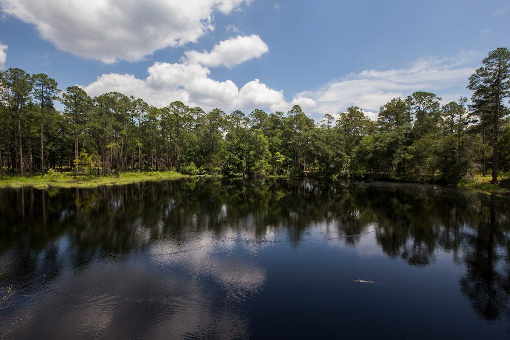 Lake Mize at the Austin Cary Memorial Forest.