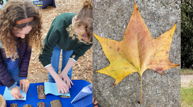 Meet the people behind the Trees: Introducing the UF/IFAS Urban Forestry Extension Council – A Resource for Statewide Extension Education and Outreach