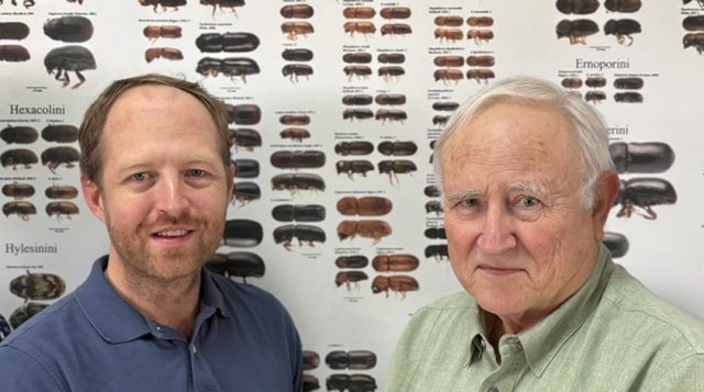 UF Forest Entomology Lab Launches World’s Largest Bark Beetle Database