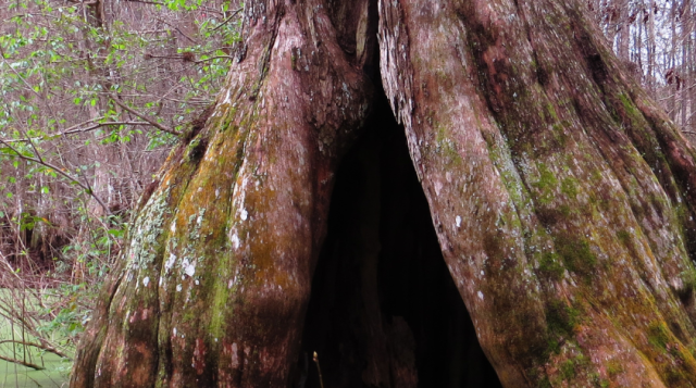 Florida Land Steward Update, December 5, 2025