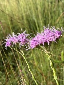A Liatris flower in the Austin Cary Forest.