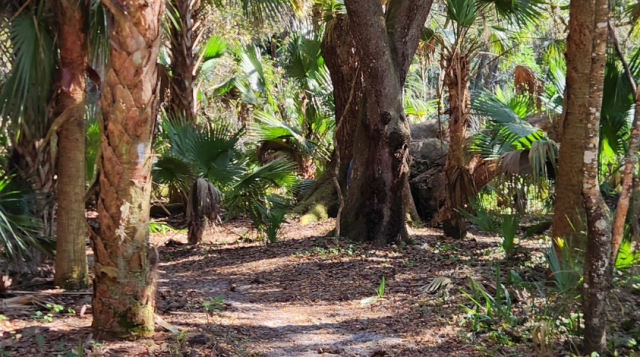 Florida Land Steward Update, January 16, 2026