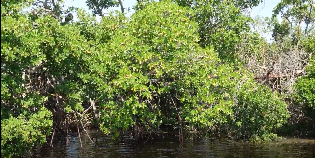 Mangrove forest in Tampa Bay