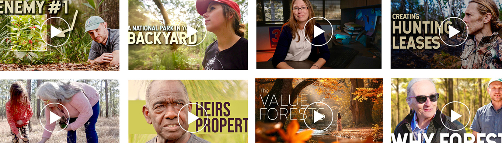UF video series addresses useful topics to support Florida forest and landowners
