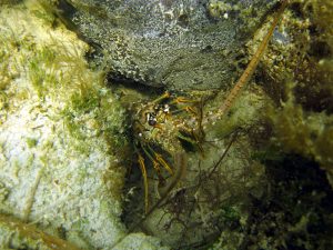 A spiny lobster shelters amid corals in a solution hole.