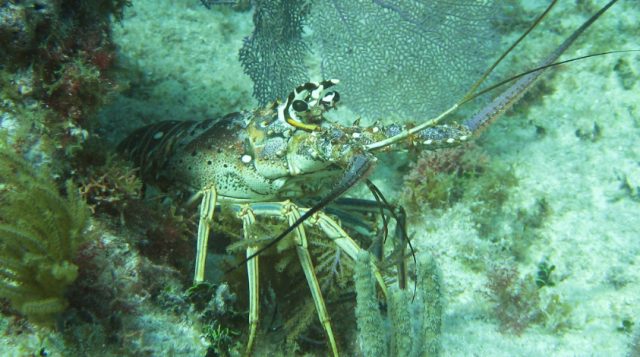 A spiny lobster shelters amid corals in a solution hole.