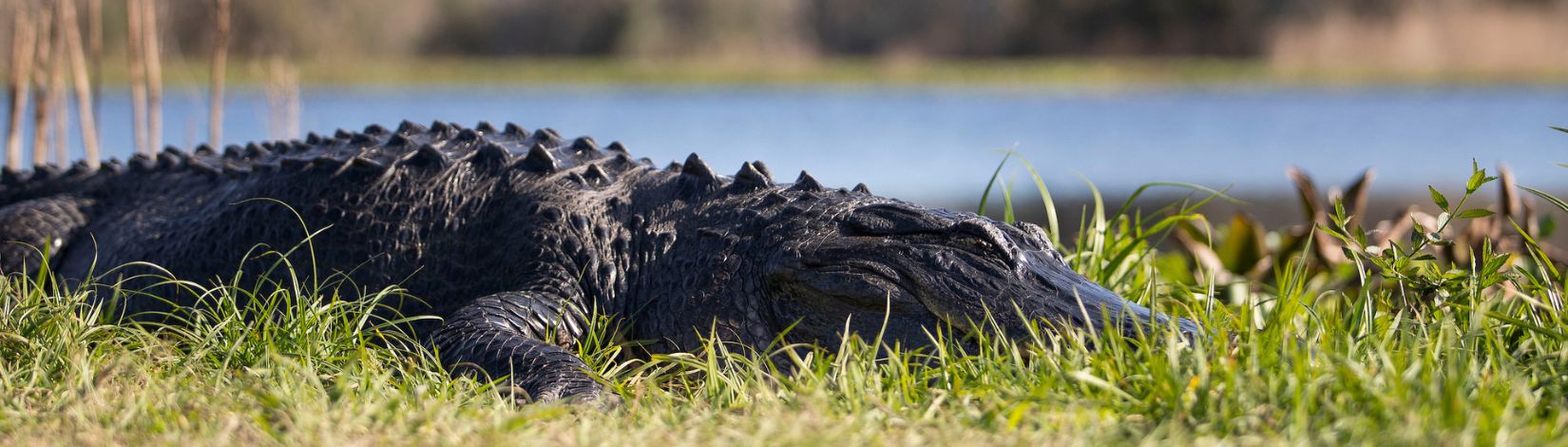 Alligator at Paynes Prairie.