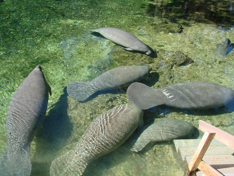 Want to see manatees? Consider a trip to Blue Spring State Park this