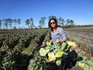 brussels sprouts stalks being harvested by a woman