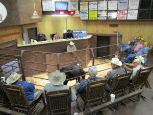 Auctioneer and buyers at cattle auction.
