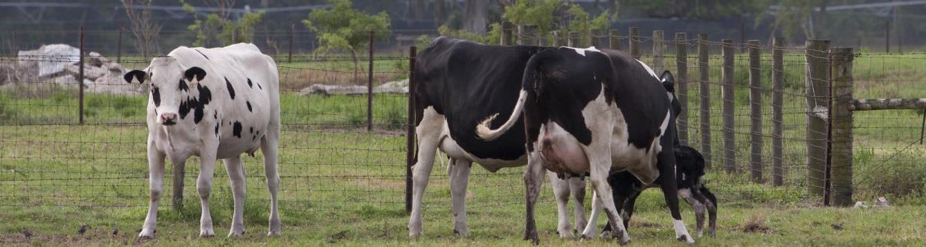 2 black and white cows