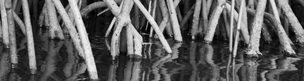 mangrove roots