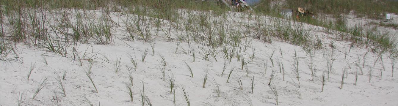 Newly-planted sea oats at a beach