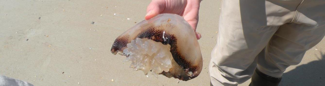 A cannonball jellyfish in someone's hand