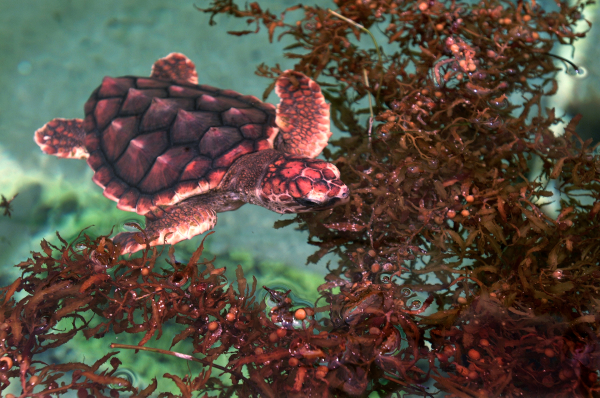 Sea Turtles in Volusia and Flagler Counties - UF/IFAS Extension Flagler ...