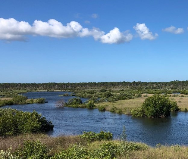 Florida Mangroves - UF/IFAS Extension Flagler County