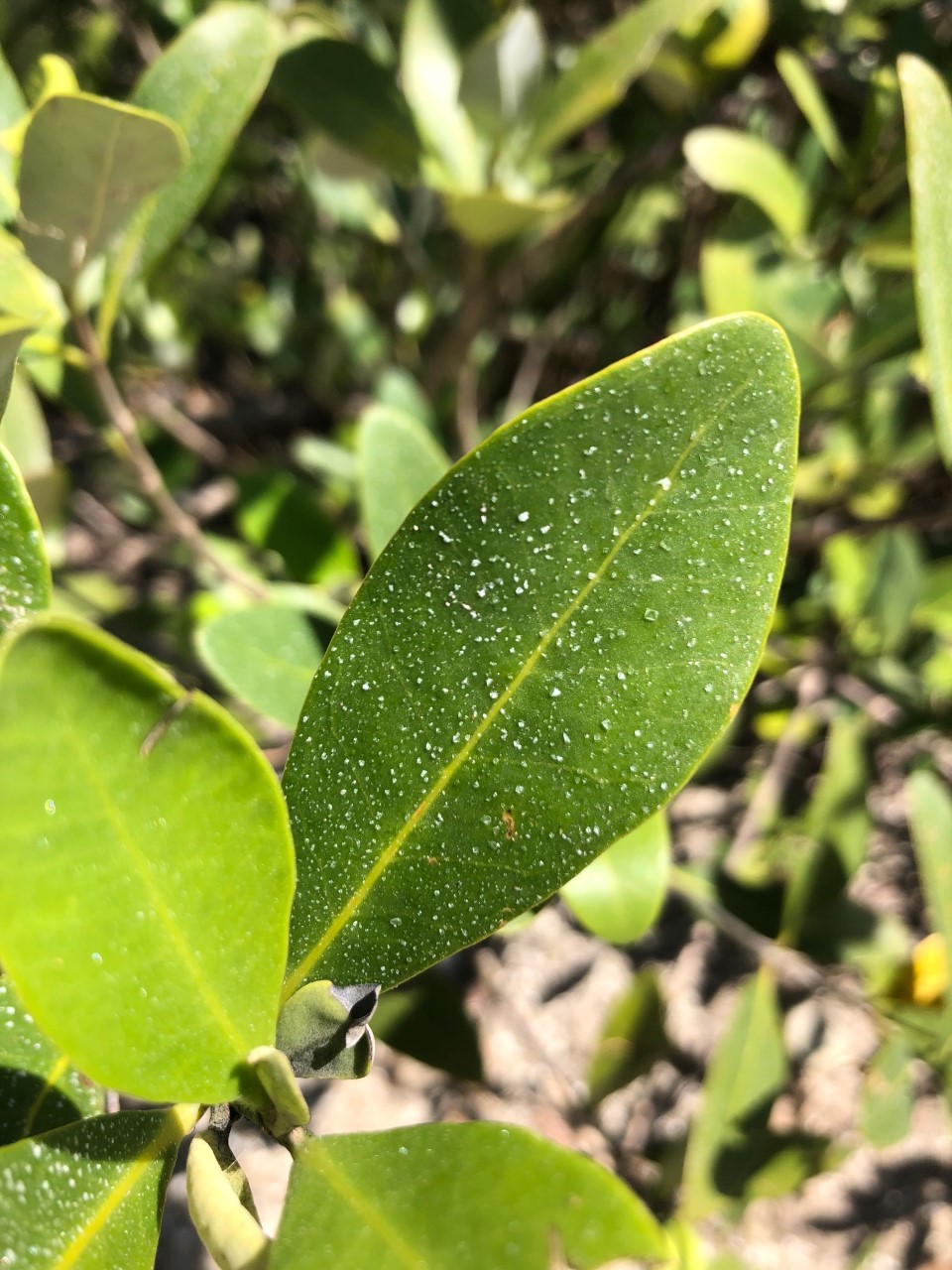 Florida Mangroves - UF/IFAS Extension Flagler County