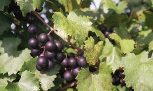 Growing Muscadine Grapes
