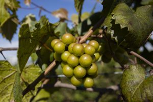 Growing Muscadine Grapes