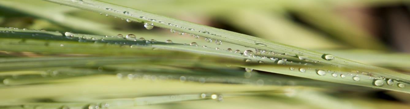 grass with water droplet