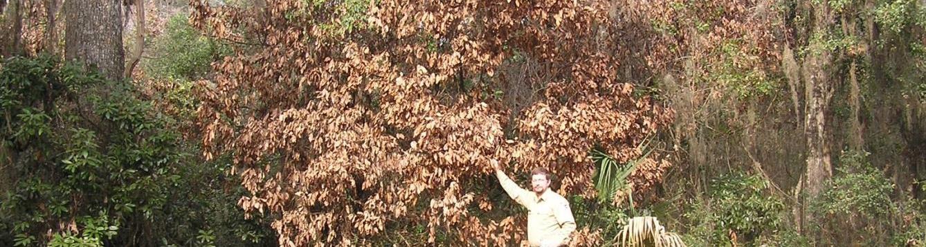 Red Bay Laurel Wilt