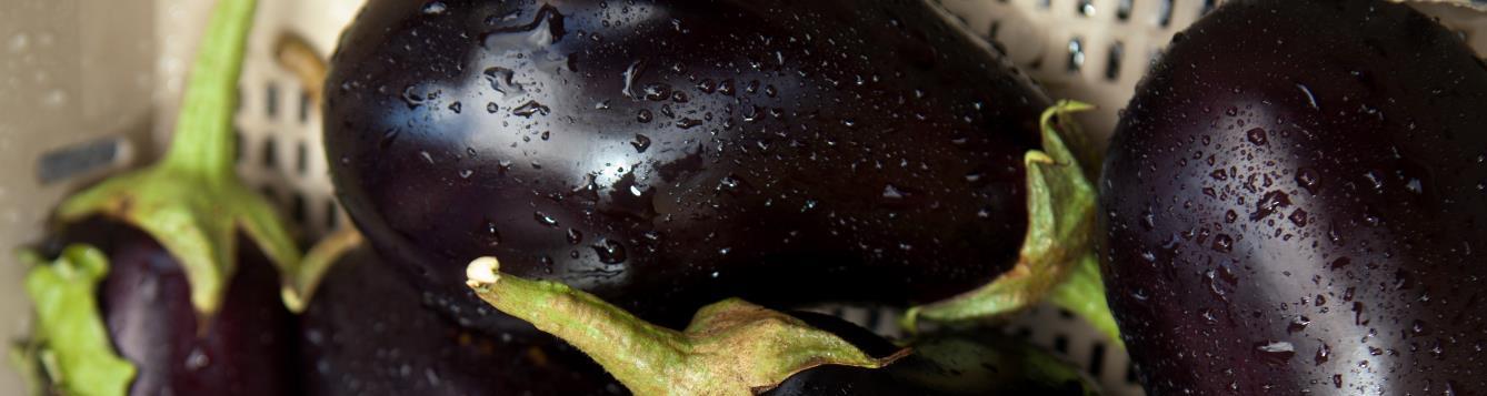 Eggplant