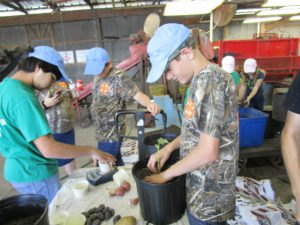 Children looking at potatoes