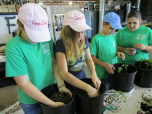 Children planting sweet potatoes