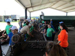 Participants grading the potatoes