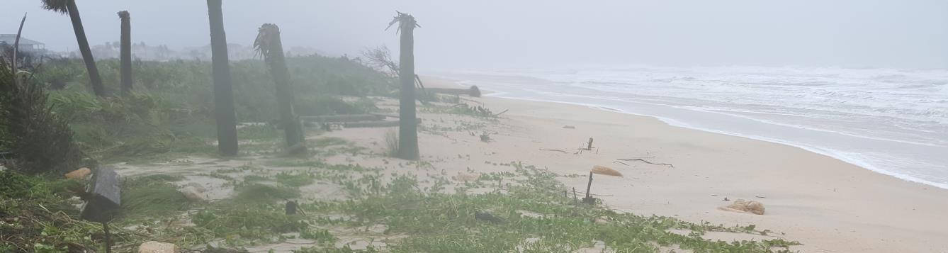 storm ravaged trees on the beach