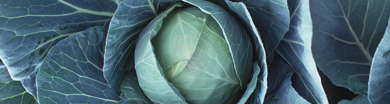 head of cabbage